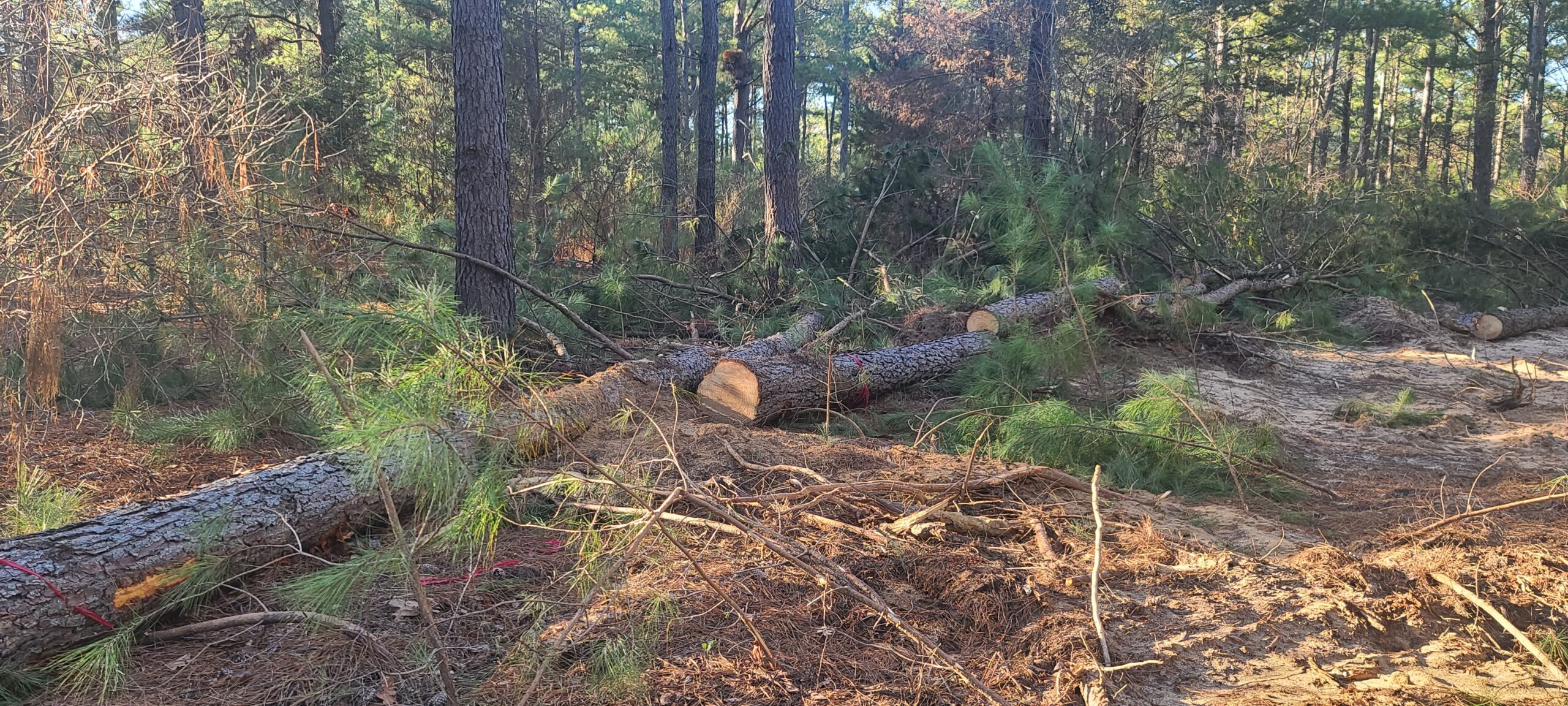 Rustic Trails