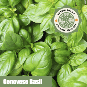 basil - genovese