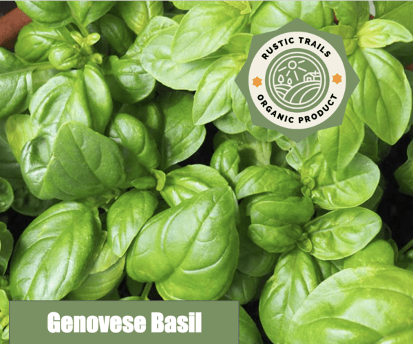 basil - genovese