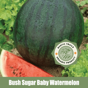 Bush Sugar Baby Organic Watermelon