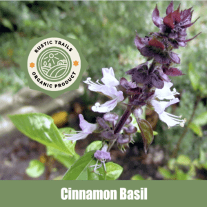 Cinnamon Basil