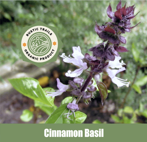 Cinnamon Basil