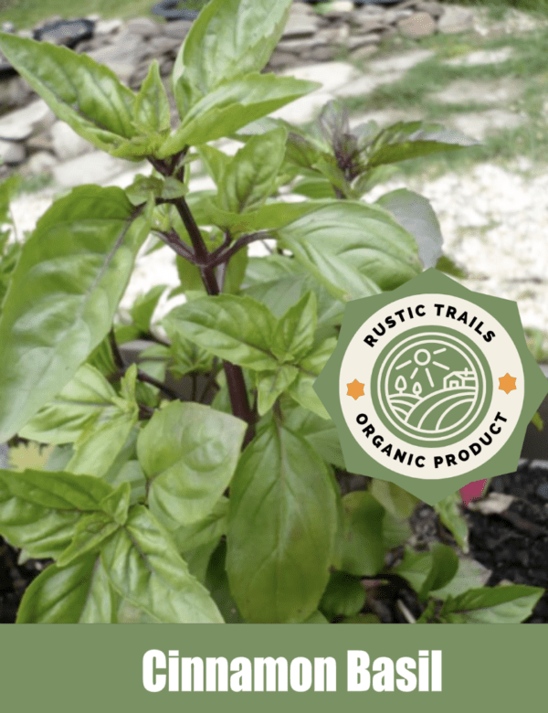 Cinnamon Basil