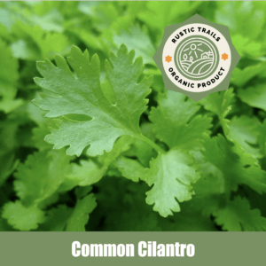 Common Cilantro