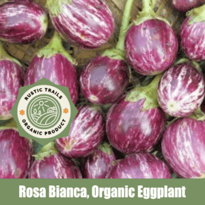 Rosa Bianca Organic Eggplant