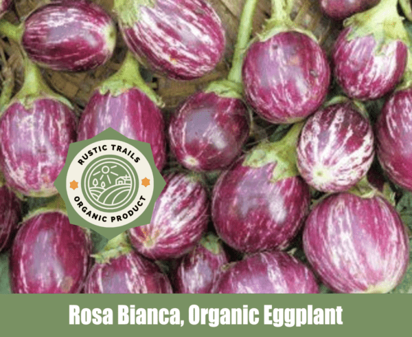 Rosa Bianca Organic Eggplant