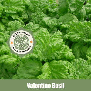 Valentino Basil