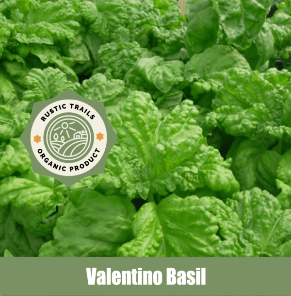 Valentino Basil