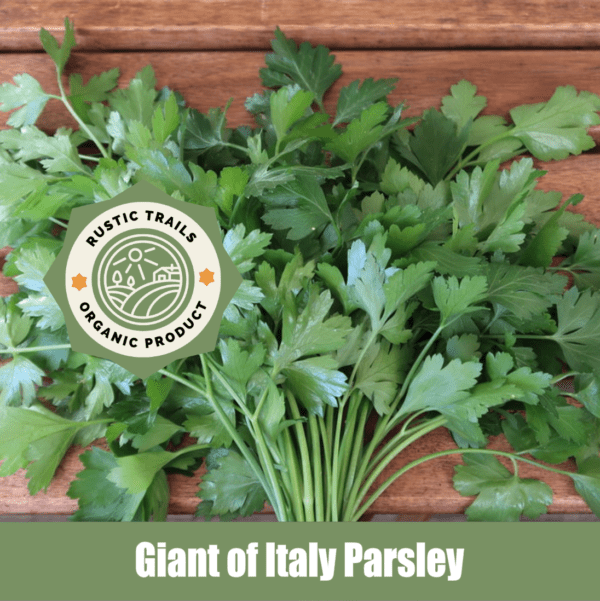 Giant of Italy Parsley