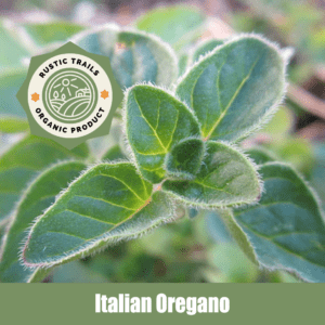 Italian Oregano