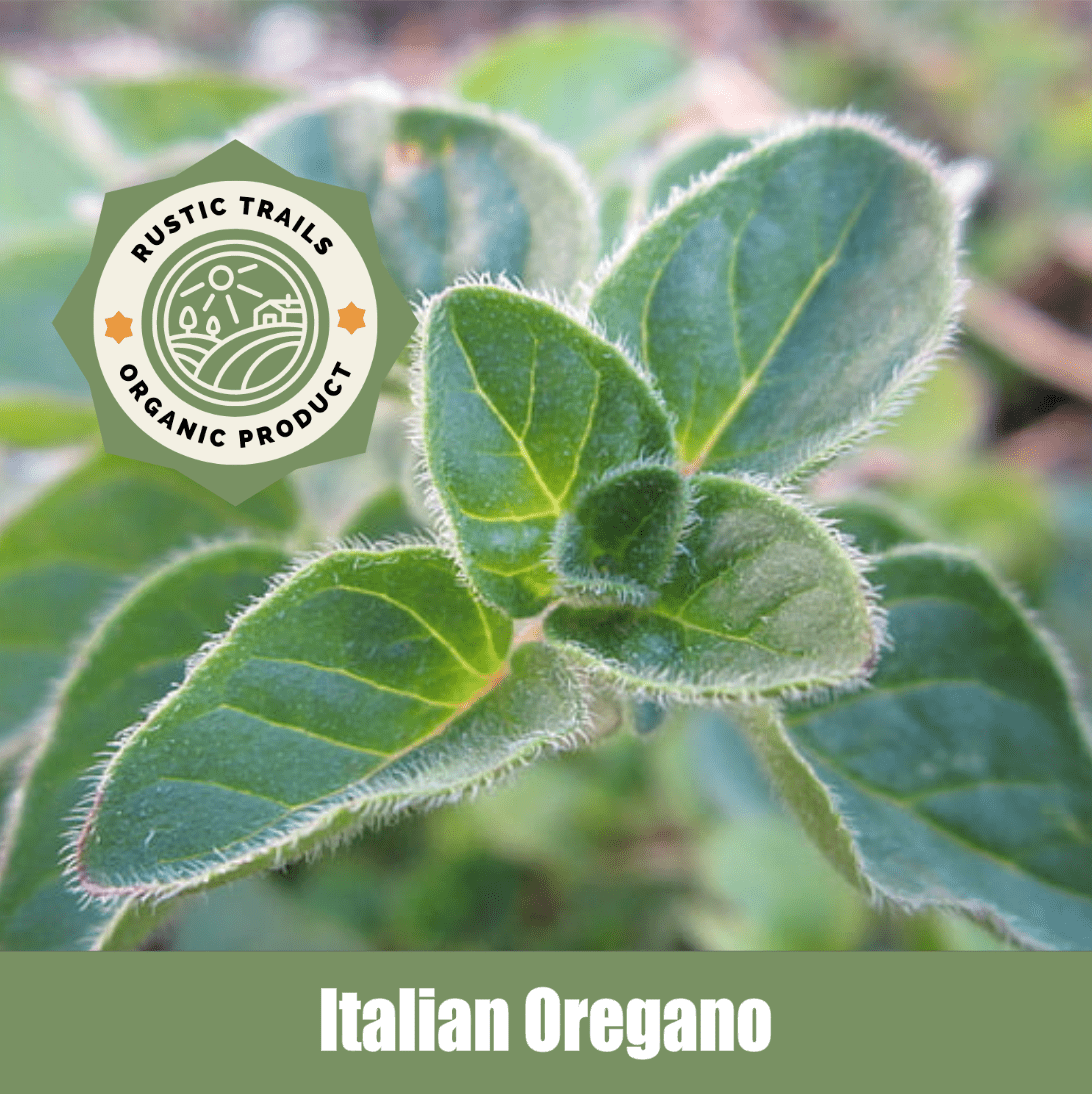 Italian Oregano