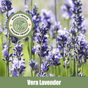 Vera Lavendar