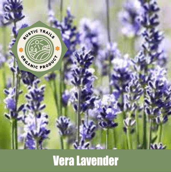 Vera Lavendar