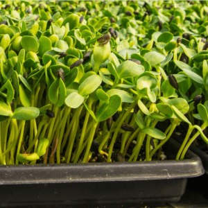 Microgreens