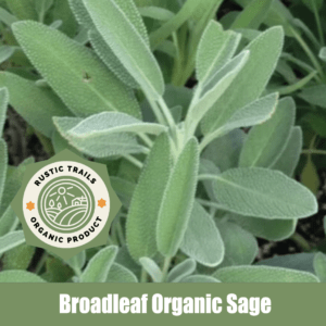 Broadleaf Sage (Salvia officinalis)