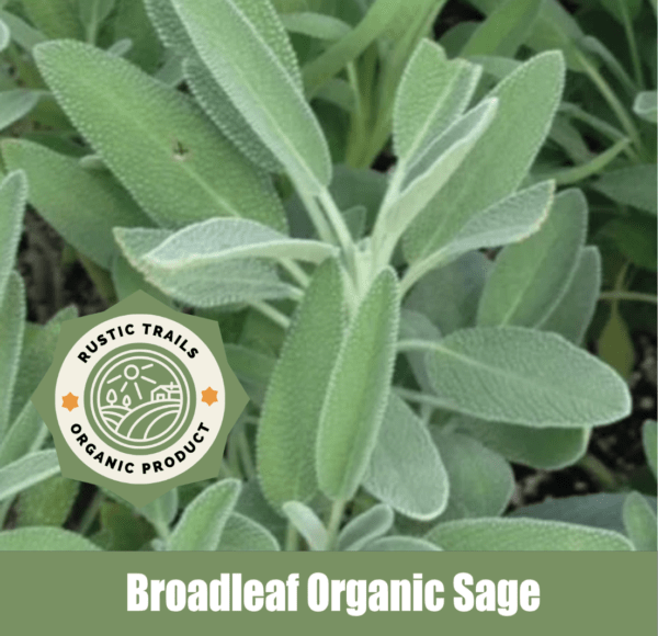 Broadleaf Sage (Salvia officinalis)