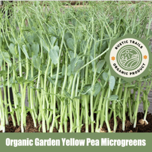 Organic Garden Yellow Pea Microgreens