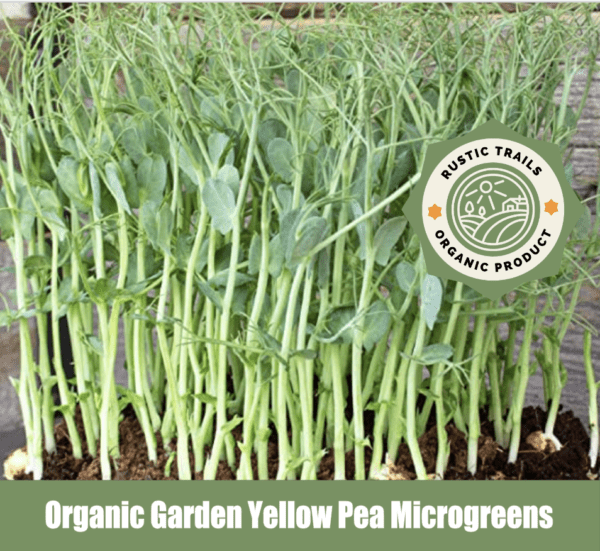 Organic Garden Yellow Pea Microgreens