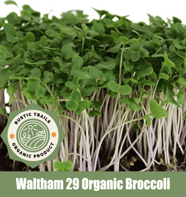 Waltham 29 Organic Broccoli