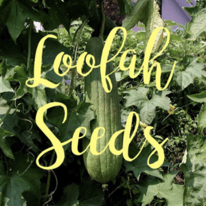 Loofah - Luffa Seeds