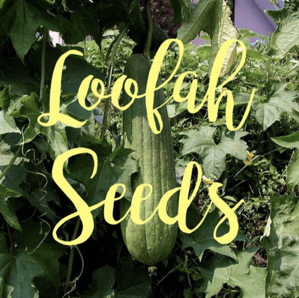 Loofah - Luffa Seeds