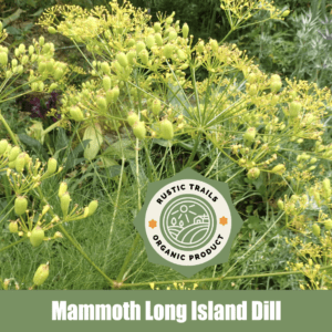 Mammoth Long Island Dill