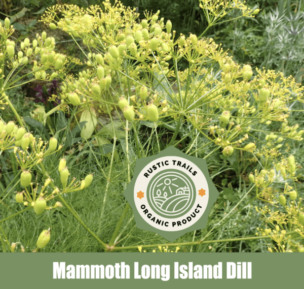 Mammoth Long Island Dill