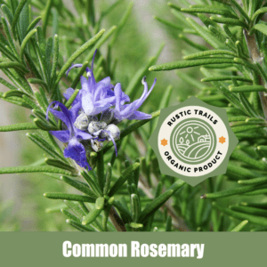 Common Rosemary