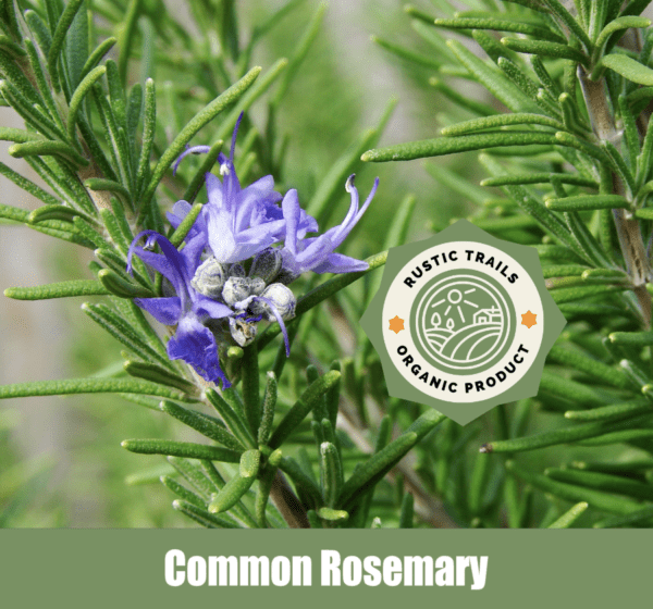 Common Rosemary