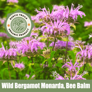 Wild Bergamot Monarda, Bee Balm