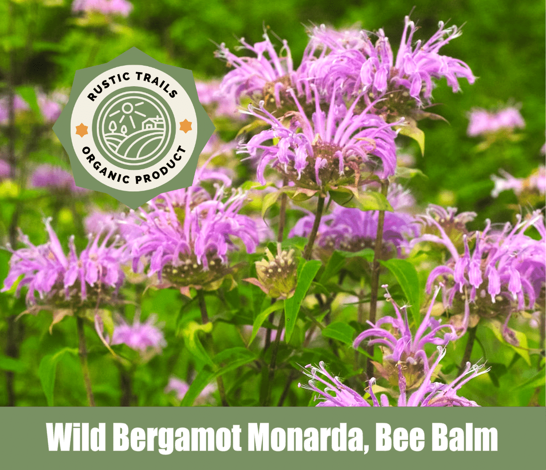 Wild Bergamot Monarda, Bee Balm