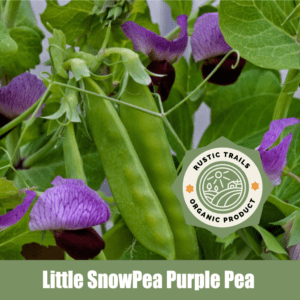 Little SnowPea Purple Pea