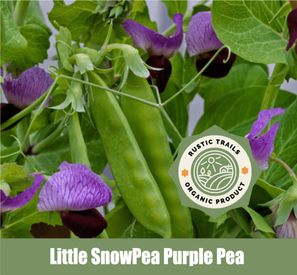 Little SnowPea Purple Pea