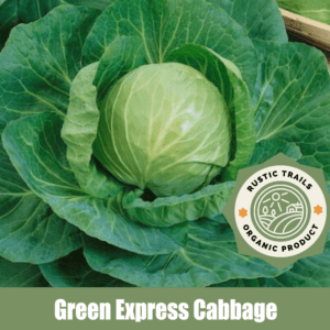 Green Express Cabbage