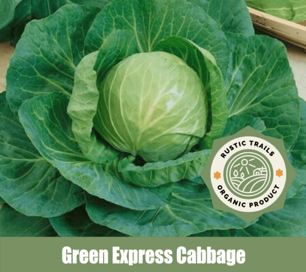 Green Express Cabbage