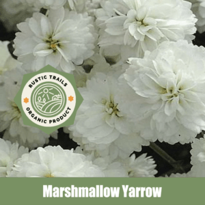 Marshmallow Yarrow