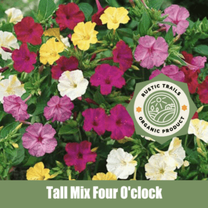 Tall Mix Four O'clock (Mirabilis jalapa)