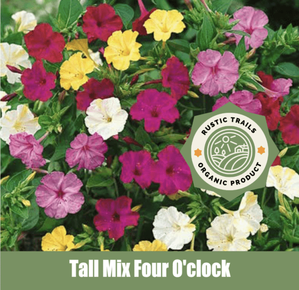 Tall Mix Four O'clock (Mirabilis jalapa)