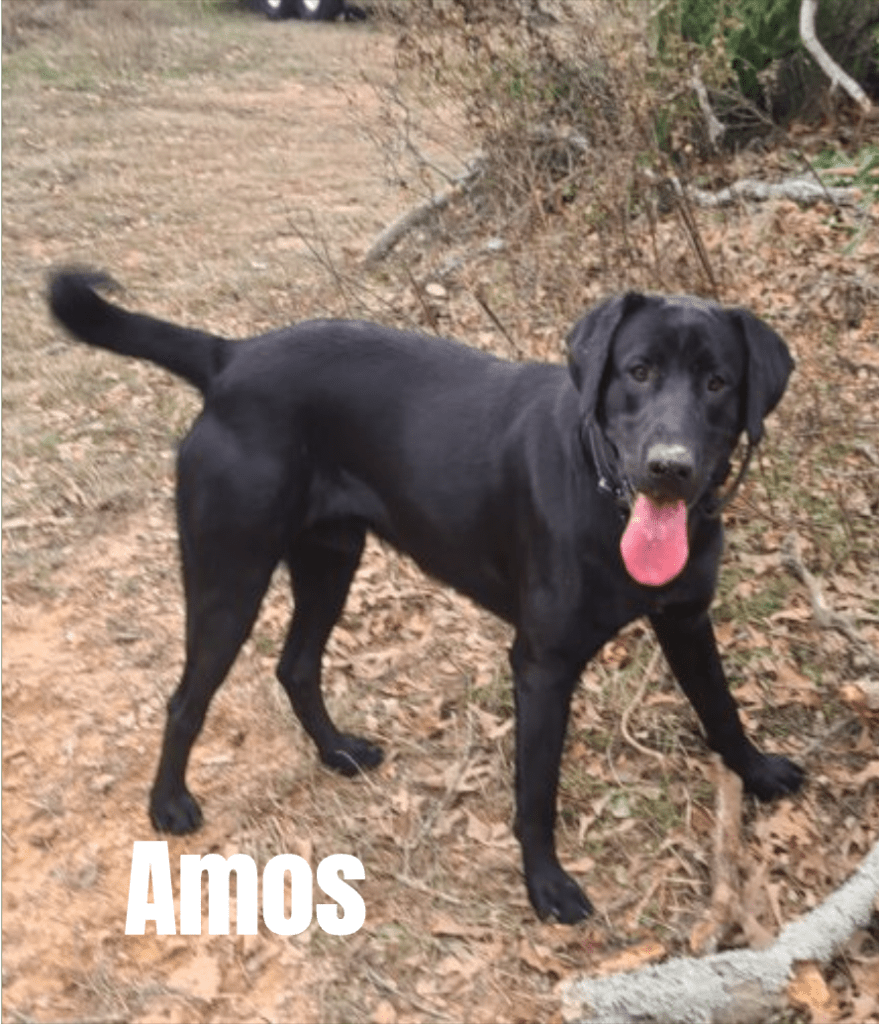 Amos