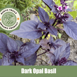 Dark Opal Basil