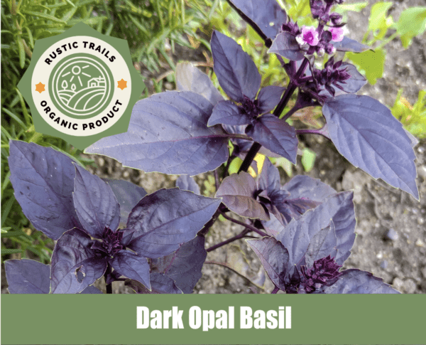 Dark Opal Basil