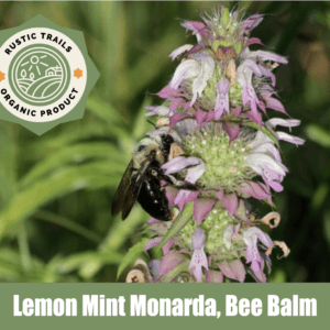 Lemon Mint Monarda Bee Balm Horsemint