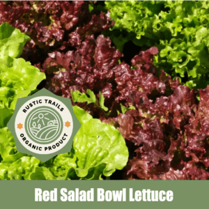 Red Bowl Lettuce