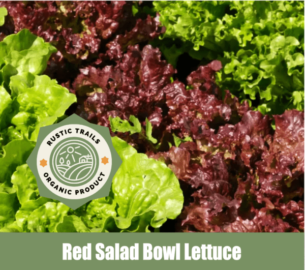 Red Bowl Lettuce