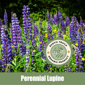 Perennial Lupine