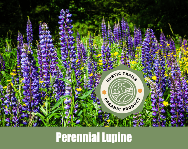 Perennial Lupine