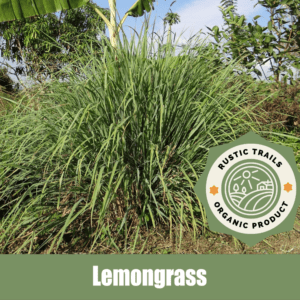 Lemongrass - Cymbopogon citratus