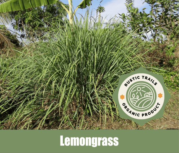 Lemongrass - Cymbopogon citratus