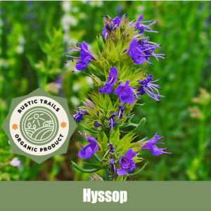 Hyssop