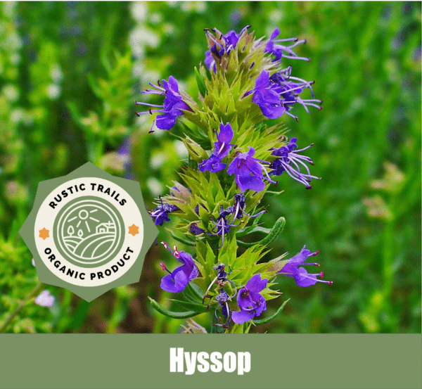 Hyssop